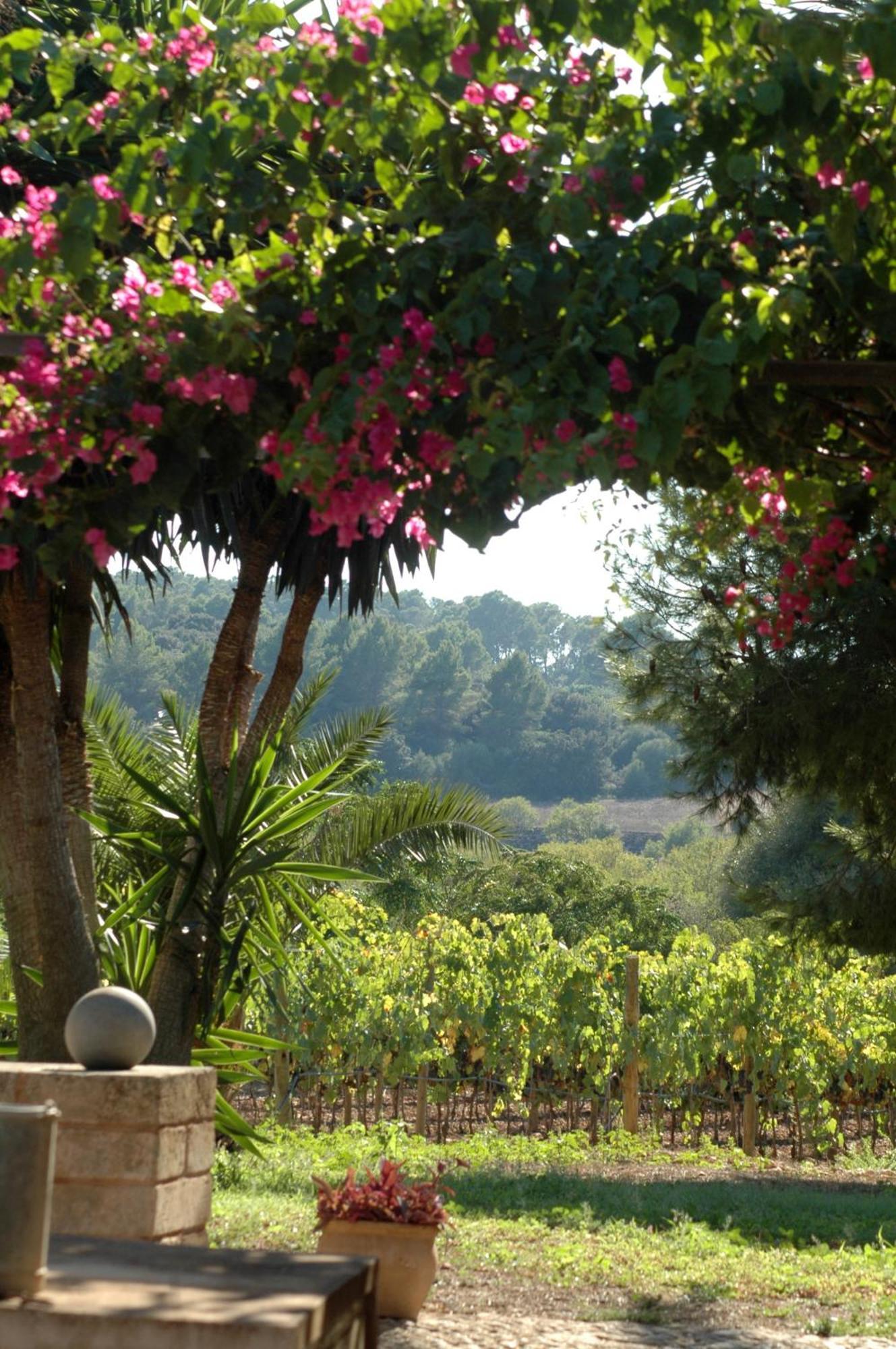 אלגידה Oliver Moragues Grandhouse & Vineyard מראה חיצוני תמונה